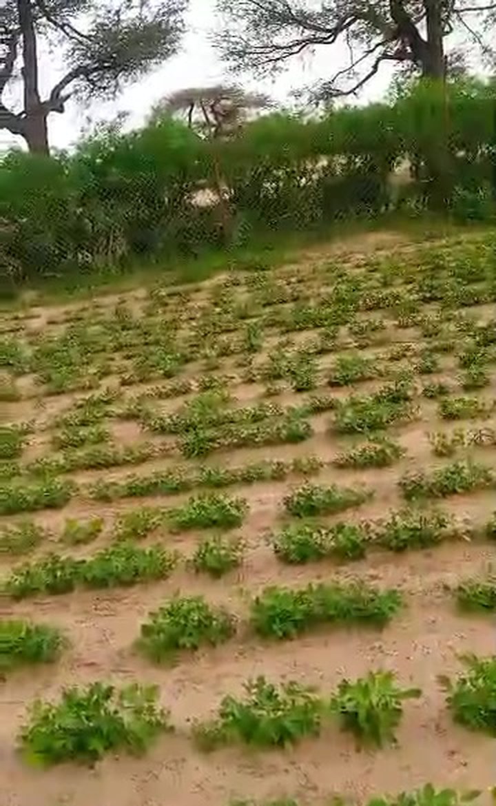 Parcelle cultivée à Koul, rangées d'arachide