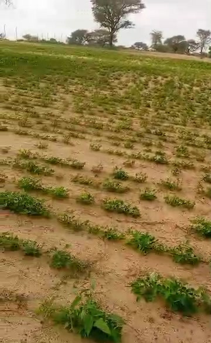 Jeunes plants d'arachide en croissance